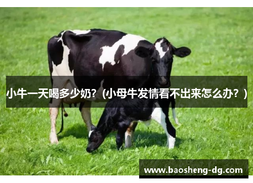 小牛一天喝多少奶？(小母牛发情看不出来怎么办？)